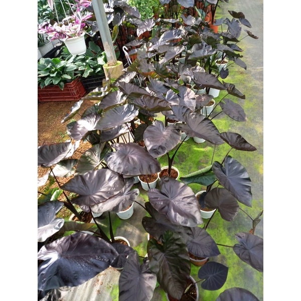 Chậu cứng môn đen - Colocasia Black coral