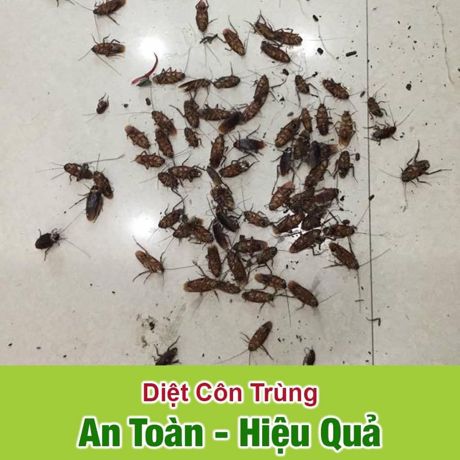 Thảo mộc 10s diệt muỗi,kiến, gián