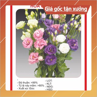 Hạt giống hoa Cát Tường 5 Hạt Hạt giống