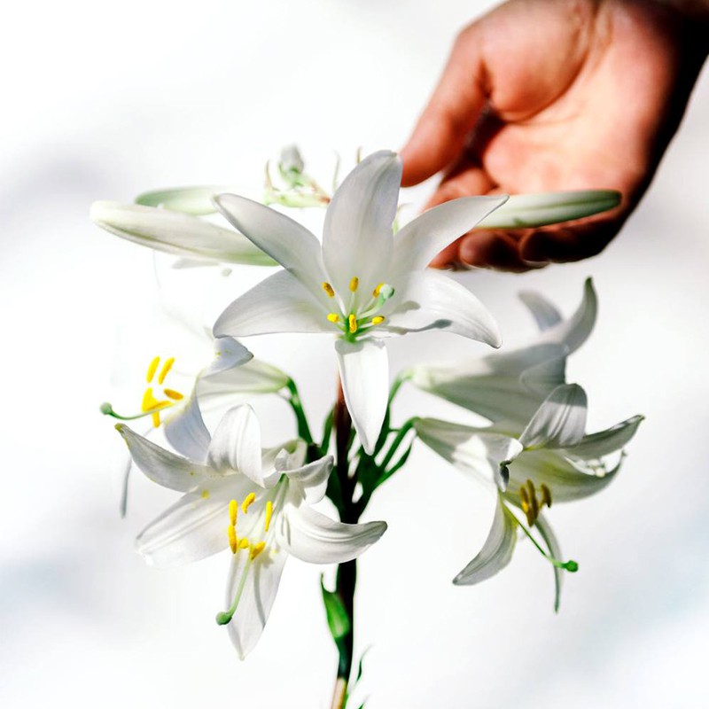Tinh dầu Hoa Ly Ly Nguyên Chất 30% | Lily Flower Fragrance Oil Pure 30% | 10-30ml