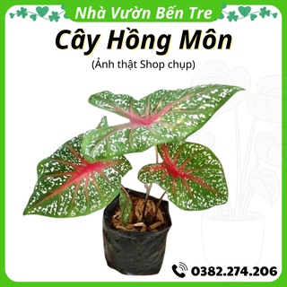 Cây hồng môn gân hồng đốm trắng, hình thật shop chụp