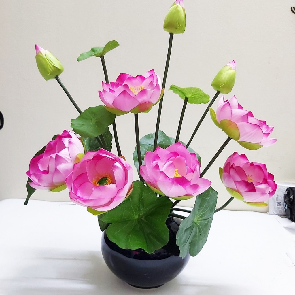 Hạt Giống Hoa Sen Cung Đình 12 Hạt