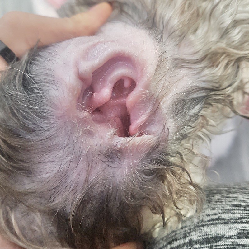 [Chính hãng] Bột nhổ lông tai, vệ sinh tai Petis Ear Powder dành cho thú cưng 5g - ShopPetAz