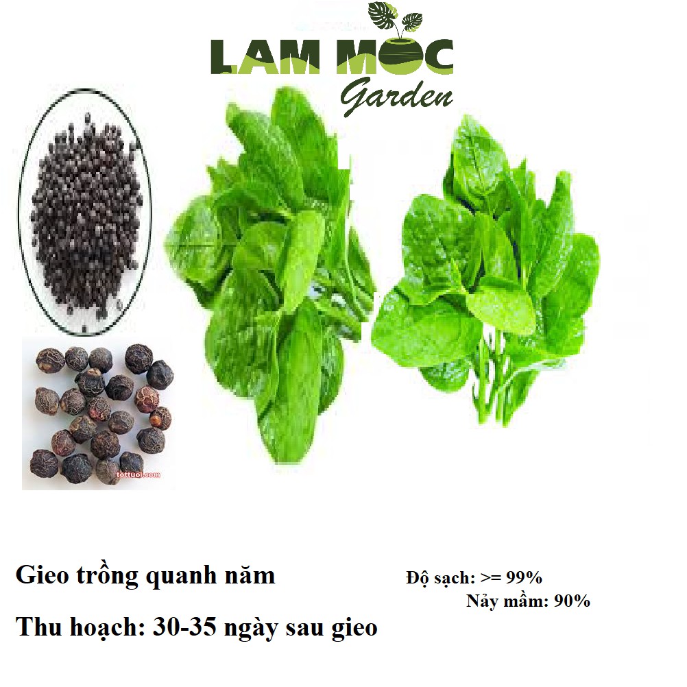 Hạt Giống Mồng Tơi Lá Lớn - Gói 20gr