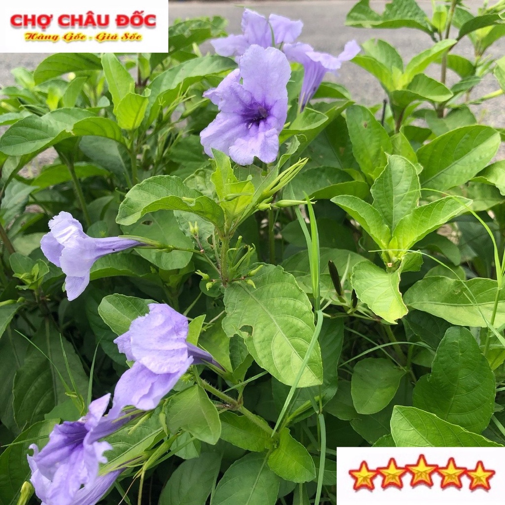 1 Kg Củ Sâm Đất Tươi Hay Cây Trái Nổ Dùng Nấu Nướng Uống