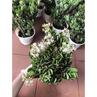 Ngọc Bích chậu lớn