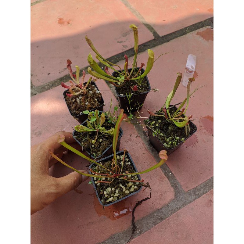 cây cảnh combo 5cây bắt mồi hố bẫy ngẫu nhiên