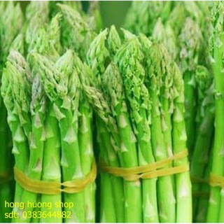 Hạt giống măng tây xanh