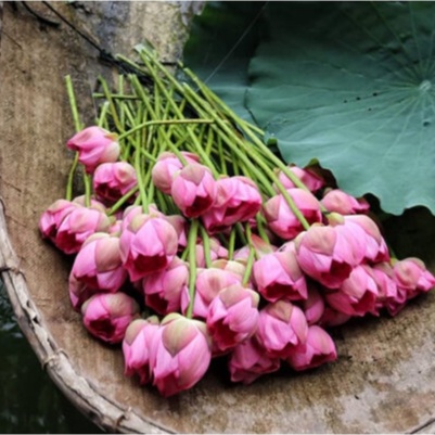 10ml Tinh Chất Xông Mặt Cánh Hoa Sen Cho Da Tái Tạo, Dưỡng Trắng