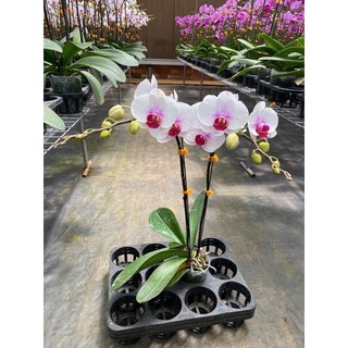 Lan hồ điệp đang ngồng