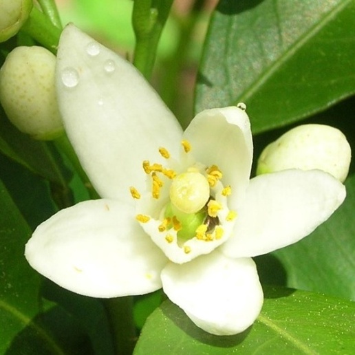 Nước Thảo Mộc Hoa Cam