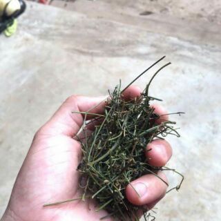 Chè giảo cổ lam