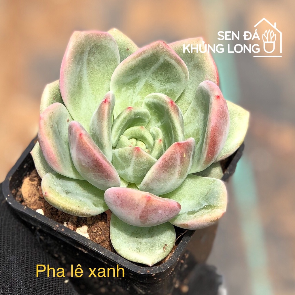 sen đá pha lê xanh - echeveria green champagne