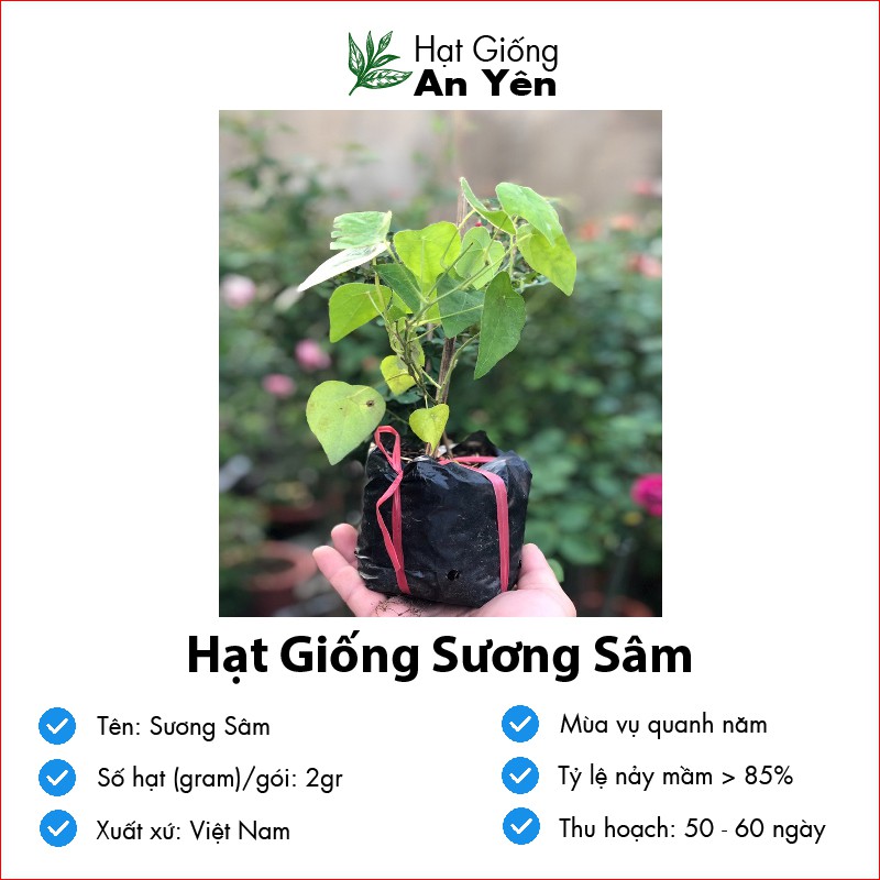 Hạt giống Sương Sâm, nhanh thu hoạch, dễ trồng, nảy mầm và năng suất cao