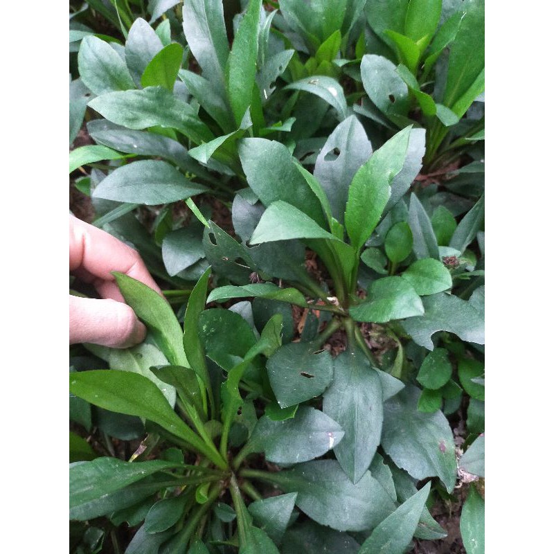 Combo 9 màu hoa thạch thảo