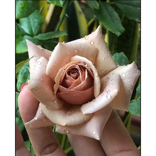 Hoa hồng bụi Koko Loco Rose ly cà phê sữa trong khu vườn của bạn-Hoangoaimelinh