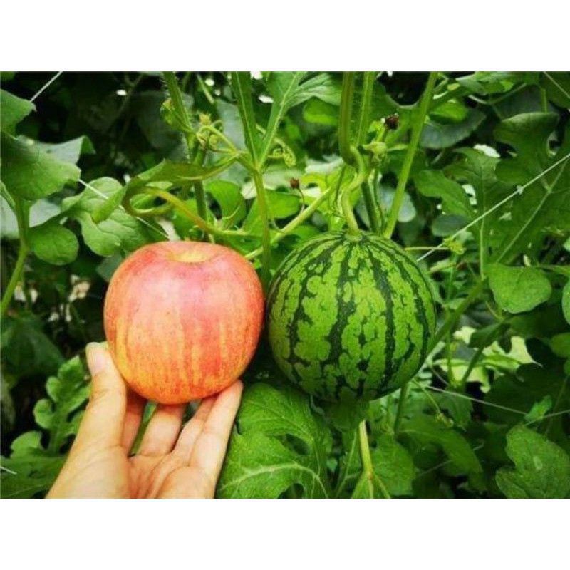 20 Hạt giống dưa hấu táo baby