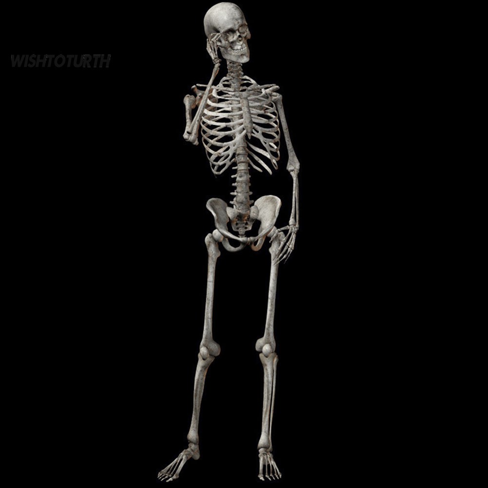 Mô hình bộ xương người nhân tạo 90cm kinh dị làm đạo cụ trang trí Halloween/ nhà