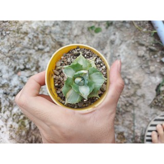 Dứa var trắng/ agave var