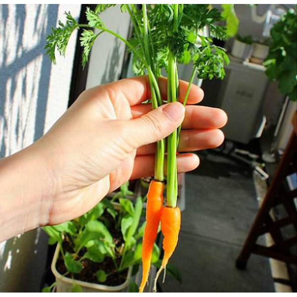 Bán buôn Hạt giống Cà Rốt Mini Hạt giống củ cà rốt mini bao đẹp