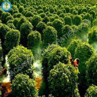 Hồng tiêu Phú Quốc - 500G
