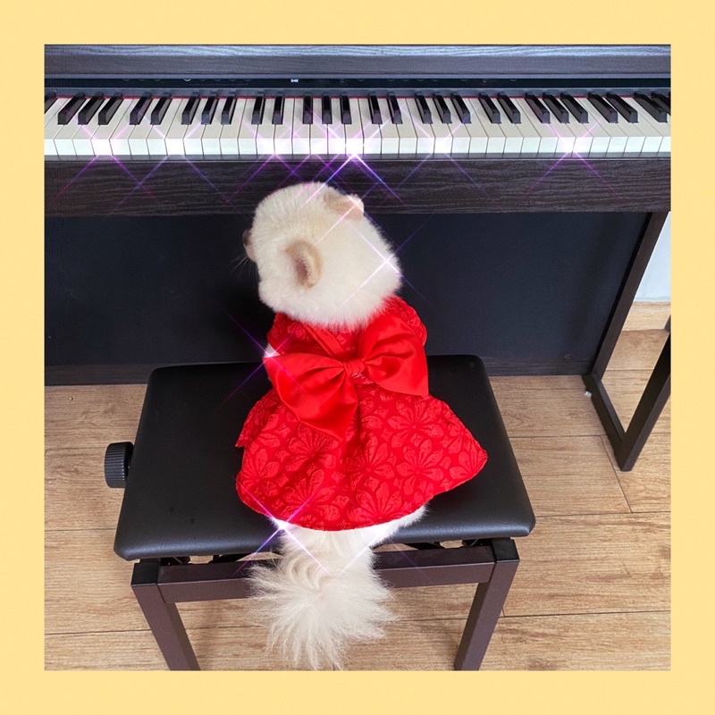 Đầm nơ bản to cao cấp chó mèo