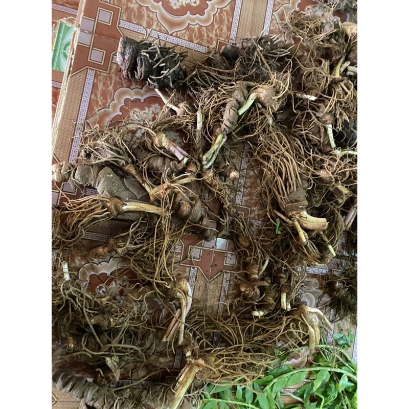 0.5 Lạng thất diệp nhất chi hoa - Củ rắn cắn
