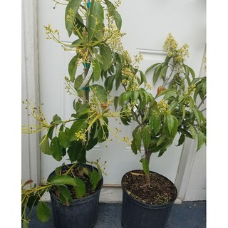 CÂY XOÀI GIỐNG TRỒNG CHẬU + Tặng (0,3kg) phân hữu cơ cao cấp