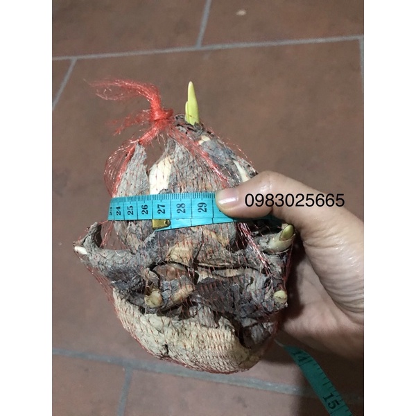 Củ hoa thuỷ tiên chất lượng già, mầm khoẻ kích thước hình ảnh thực tế.