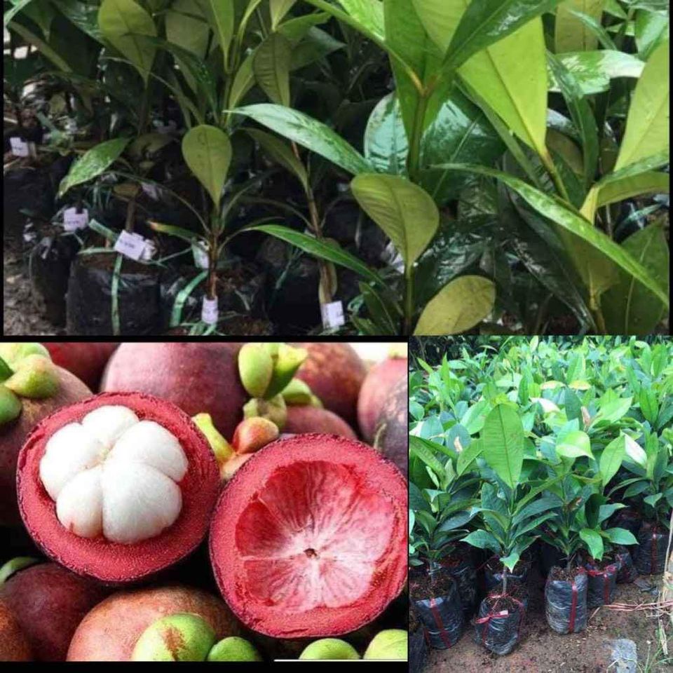 Cây Măng Cụt Thái Lan 1 Năm Cho Quả Ngon Ngọt