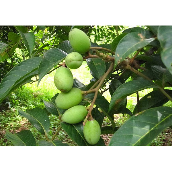 Cây cà na thái giống - Cà na tứ quý