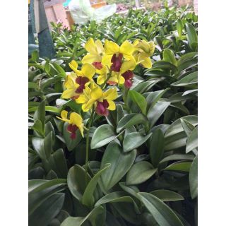 Hoa lan denro vàng lưỡi nâu