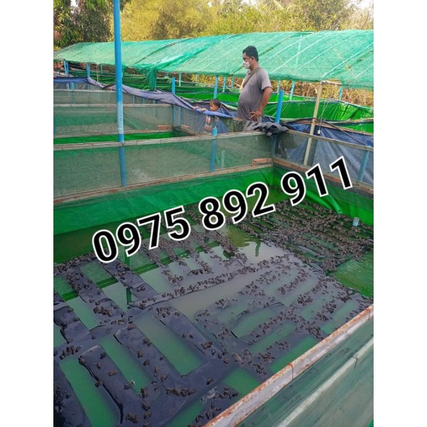 Bể bạt lưới nuôi ếch ốc cá lươn- chống nhảy