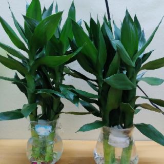Bình Thủy Tinh Nuôi Cá - Trồng Cây