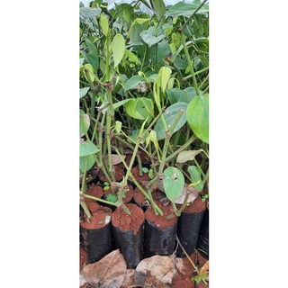 Set 4 cây Tiêu giống chuẩn. [cây to bầu lớn như hình ]