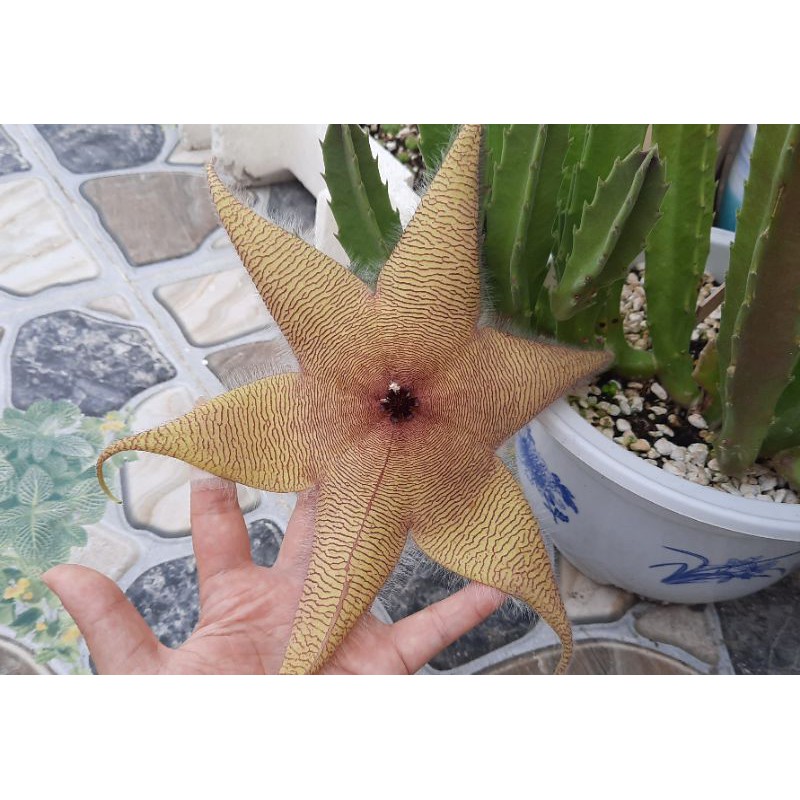 Sao biển hoa khổng lồ Stapelia Gigantea