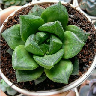 Sen đá ngọc lá lớn cỡ to