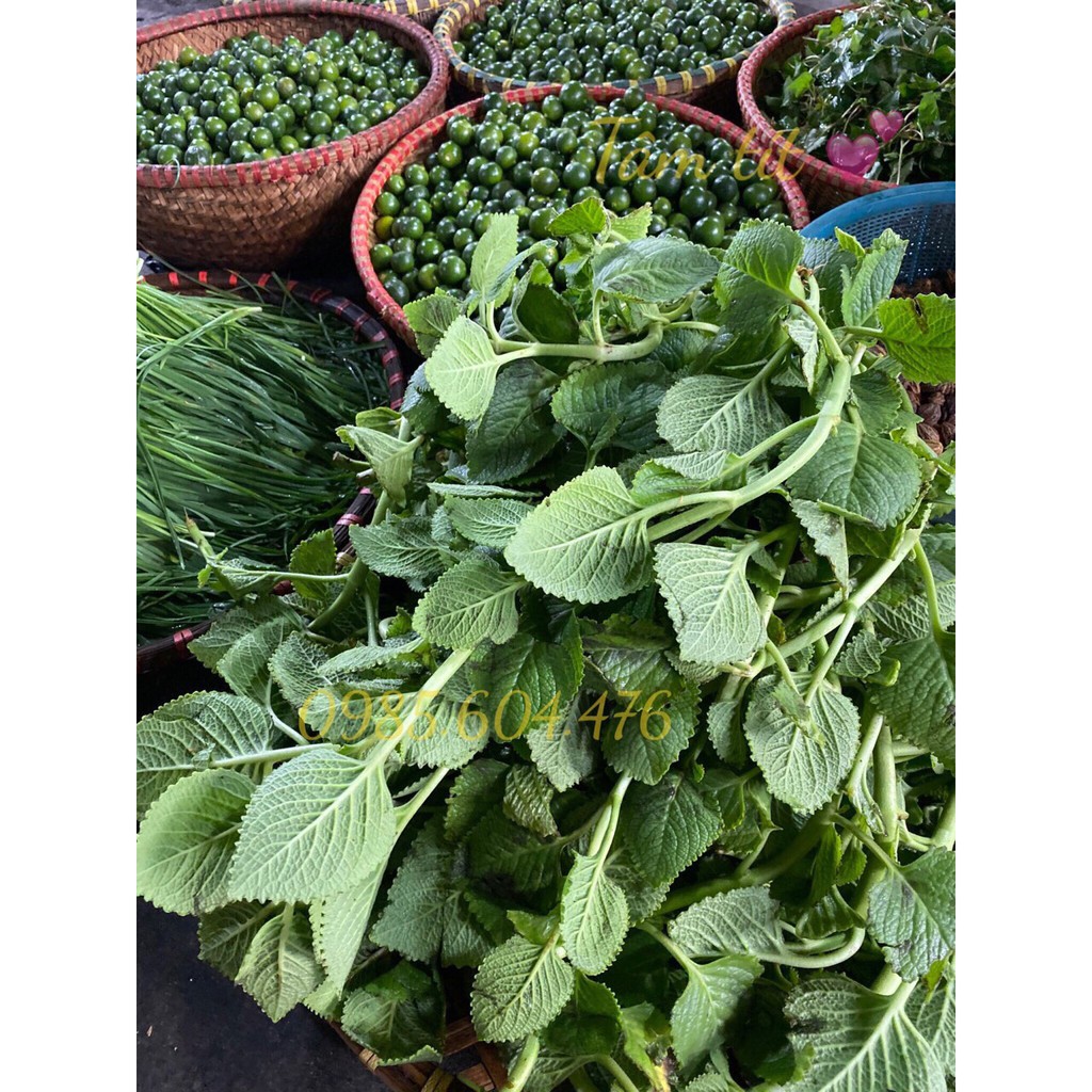 SIRO HO QUẤT HÚNG CHANH