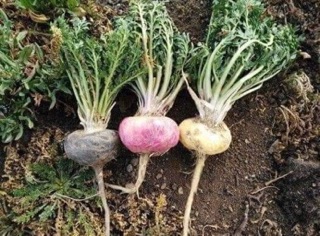 SÂM MACCA PERU 1kg củ đen thơm chuẩn vị