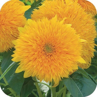 Hạt giống hướng dương xù (tặng kèm phân bón và kích mầm)