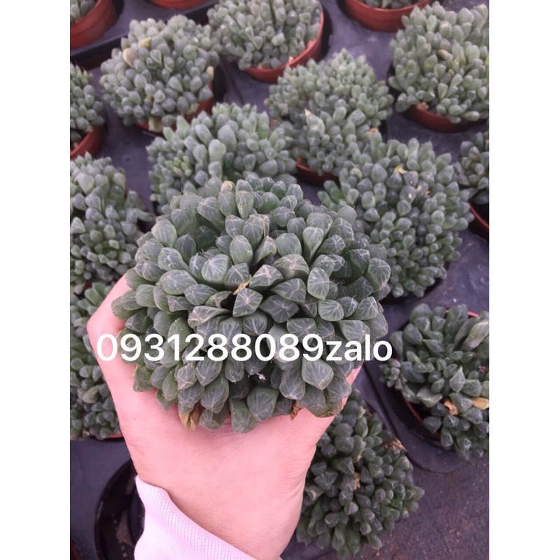 cây hawothia bụi lá dài