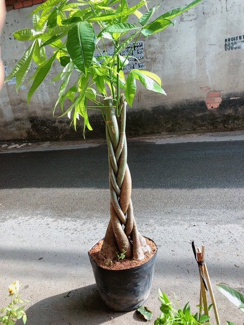 Kim Ngân Thắt Bính Gốc Lớn