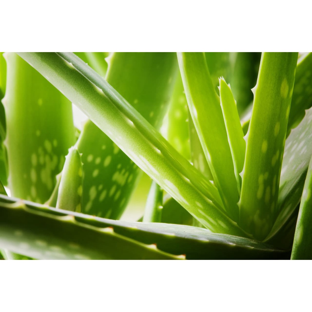 Xịt mũi Zarbee's Naturals cho bé