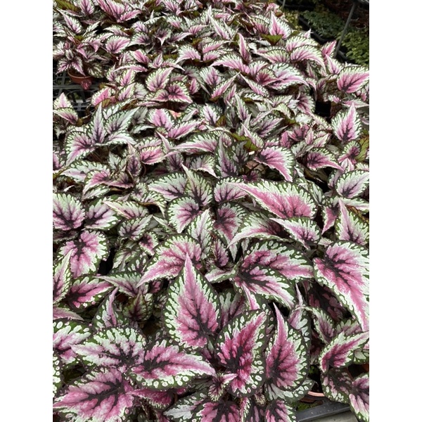 Chậu cứng Begonia rex Salsa