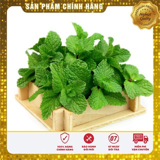Bộ gói hạt giống Húng bạc hà (húng lủi)