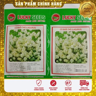 Hạt Giống Cỏ Đuôi Thỏ (50 hạt ) LUCKY SEEDS