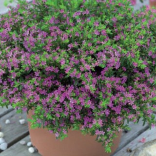 Hoa cẩm tú mai tím