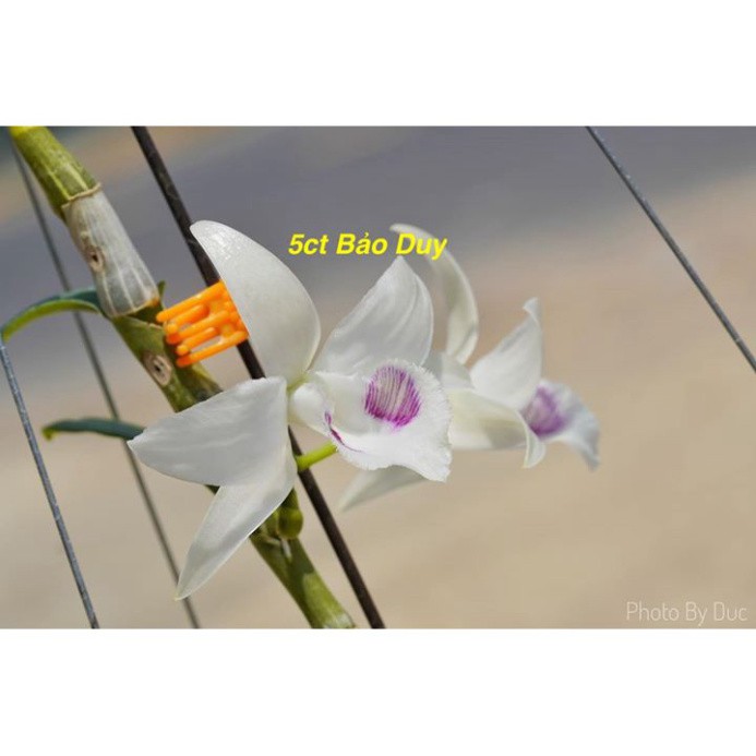 Lan Phi Điệp 🎁Mua 3 Tặng 1🎁 5ct Bảo Duy [ Cây Giống ]