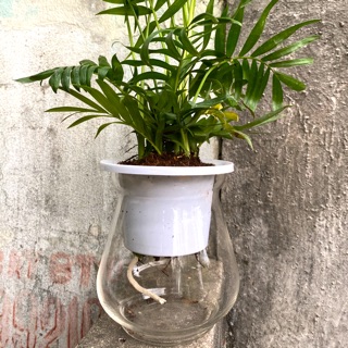 CAU TIỂU TRÂM THUỶ SINH - CHẬU THUỶ TINH