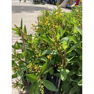 Kim đồng hay mai Nhật